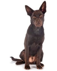 Australian Kelpie Logo