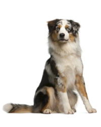 Australian Shepherd Logo