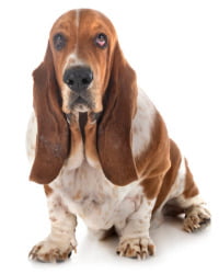 Basset Hound Logo