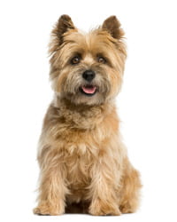 Cairn Terrier Logo