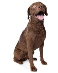 Chesapeake Bay Retriever Logo