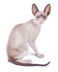 Cornish Rex Logo