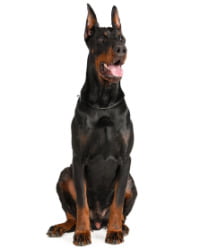 Dobermann Logo