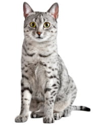 Egyptian Mau Logo