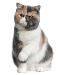 Exotic Shorthair Logo