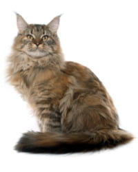 Maine Coon Logo