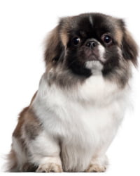 Pekingese Logo