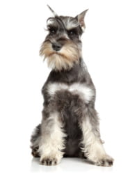 Zwergschnauzer Logo