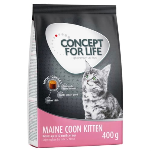 Concept for Life Maine Coon Kitten